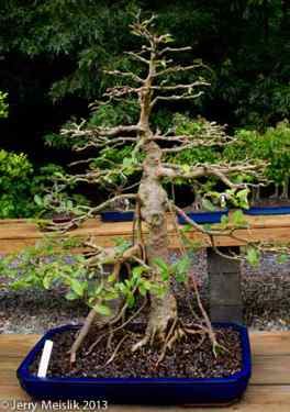 Ficus thonningii